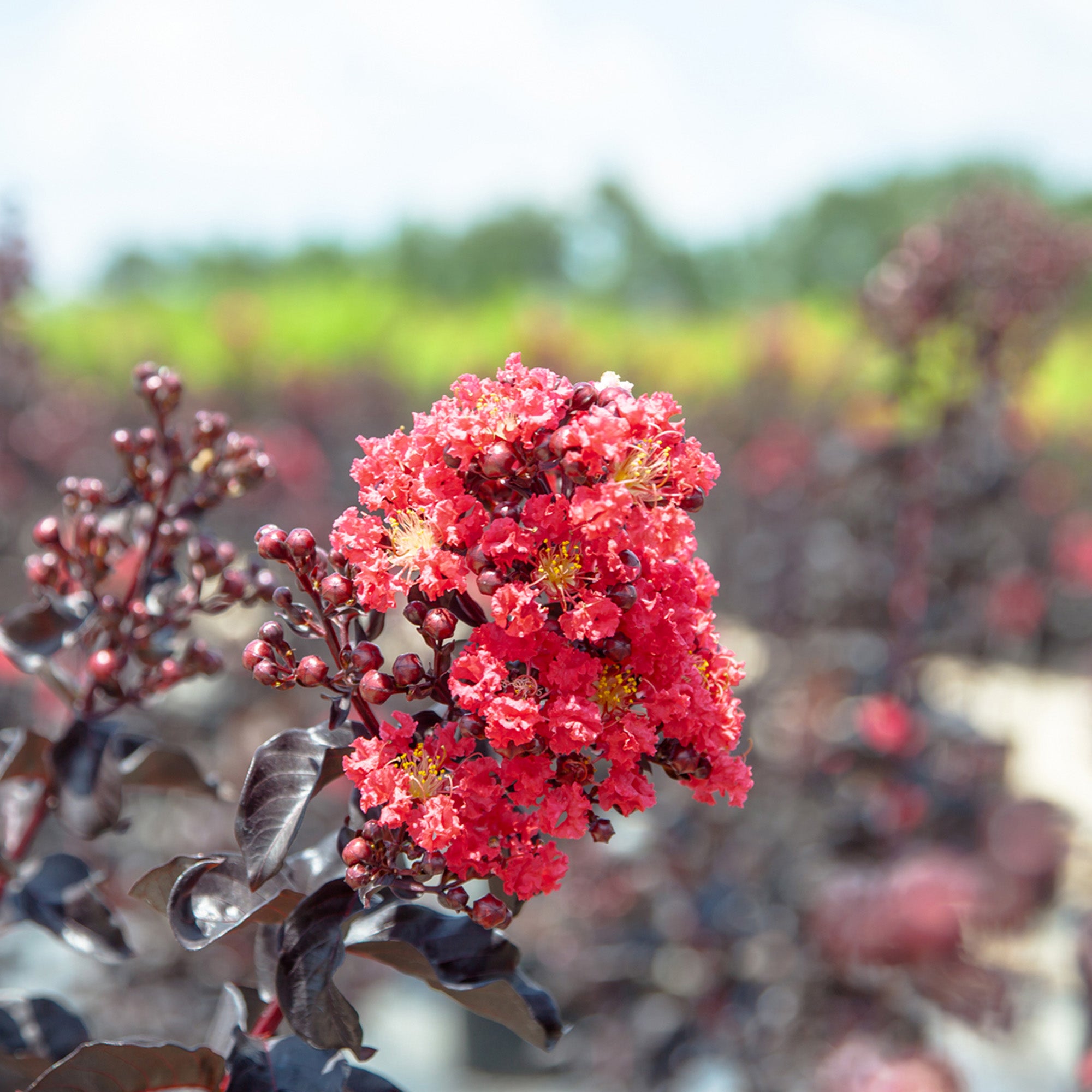 3 Gal. Black Diamond Best Red Crape Myrtle  - Unique Foliage， Bright Red Blooms