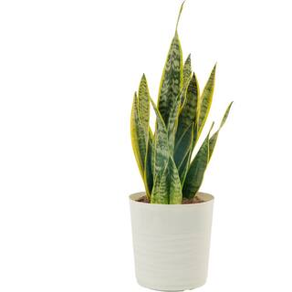 Costa Farms Grower's Choice Sansevieria Indoor Snake Plant in 10 in. White Décor Pot Avg. Shipping Height 1-2 ft. Tall 10SANSLCREAMMOD