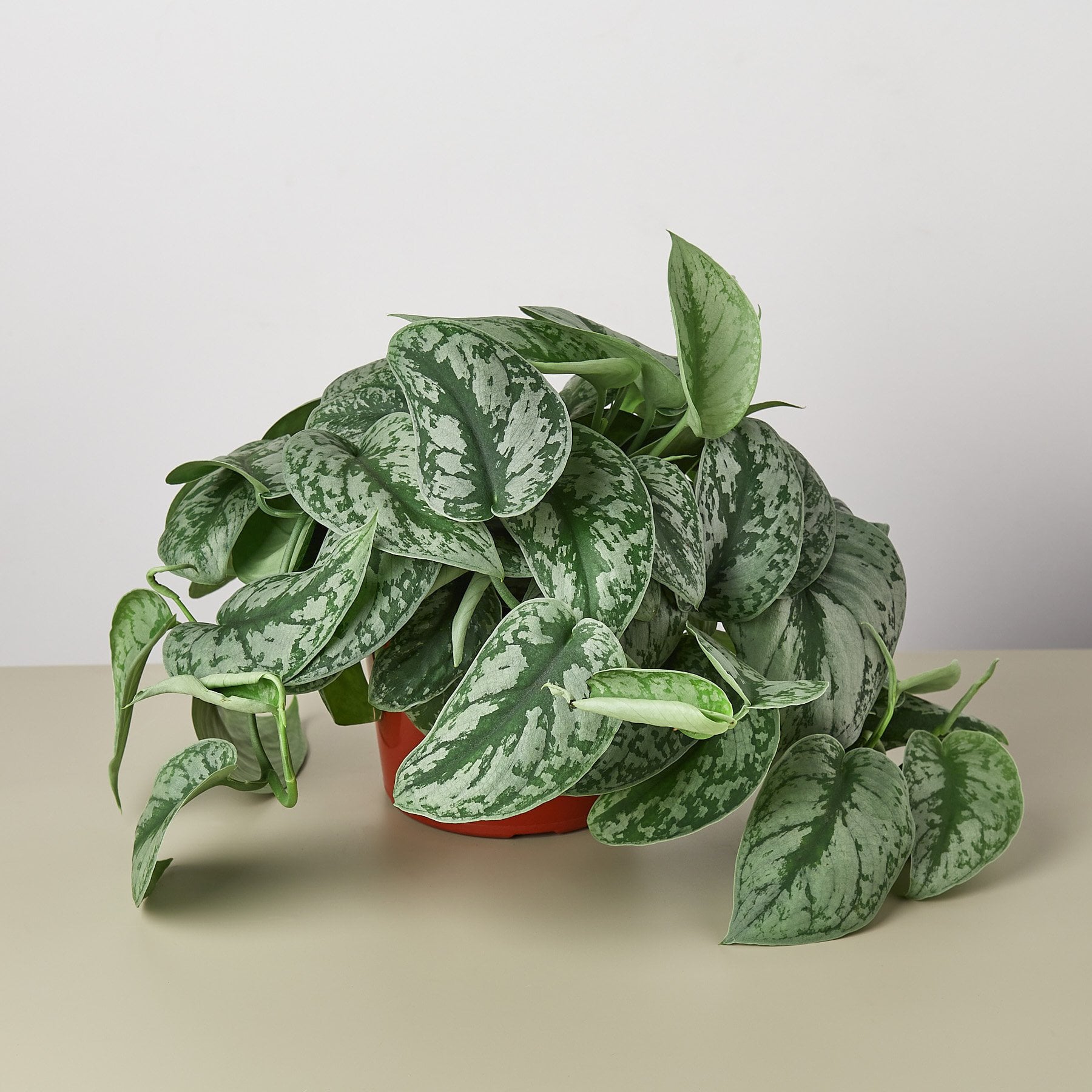 Pothos 'Silver Splash' - 6