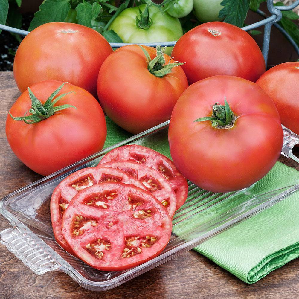 Bonnie Plants 19 oz. Heatmaster Tomato Plant 0271