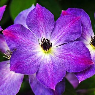 Spring Hill Nurseries Purple Flowers Cloudburst Clematis Vine Live Perennial Plant Vine with 4 in. Pot (1-Pack) 64233