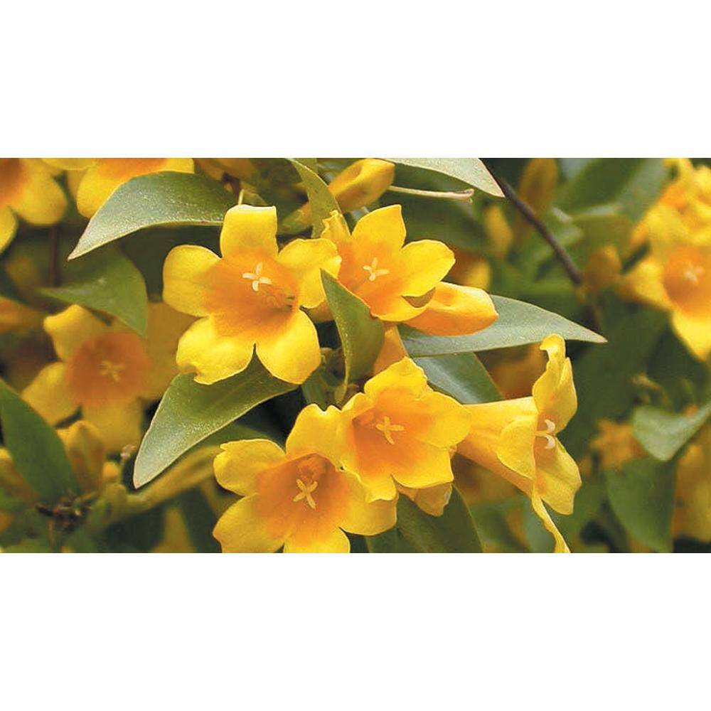 Vigoro 2 Gal. Echo Jasmine Duet Jessamine Climbing Vine Evergreen Plant with Yellow Fragrant Blooms in Spring and Fall 11043