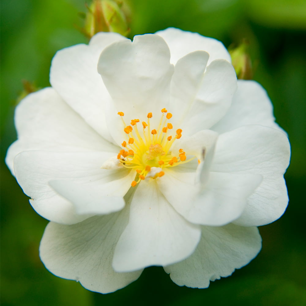 Heirloom Roses White Rose Bush - Cassie Shrub Rose Plant - Live Plants For Garden