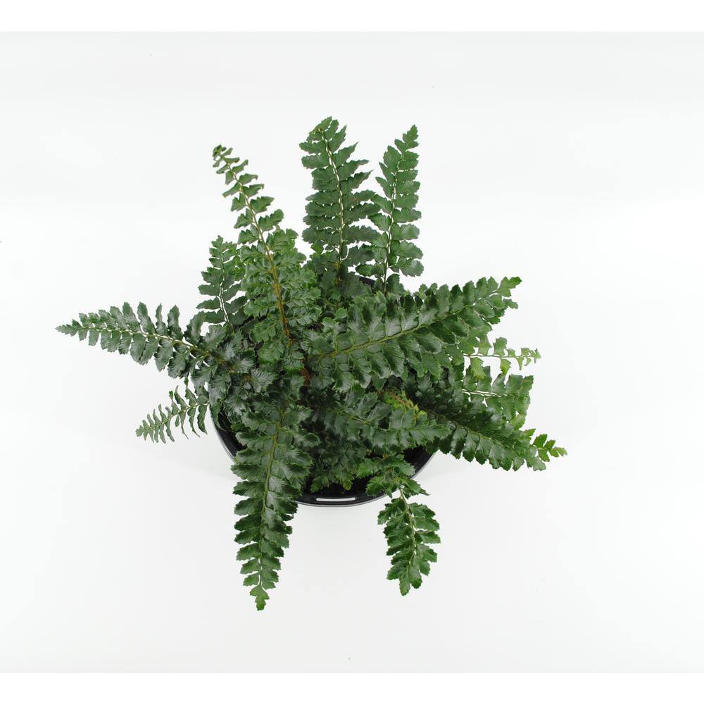 2.5 qt. Fern Polystichum Polyblepharmum Tassel Perennial (4-Pack) 1275