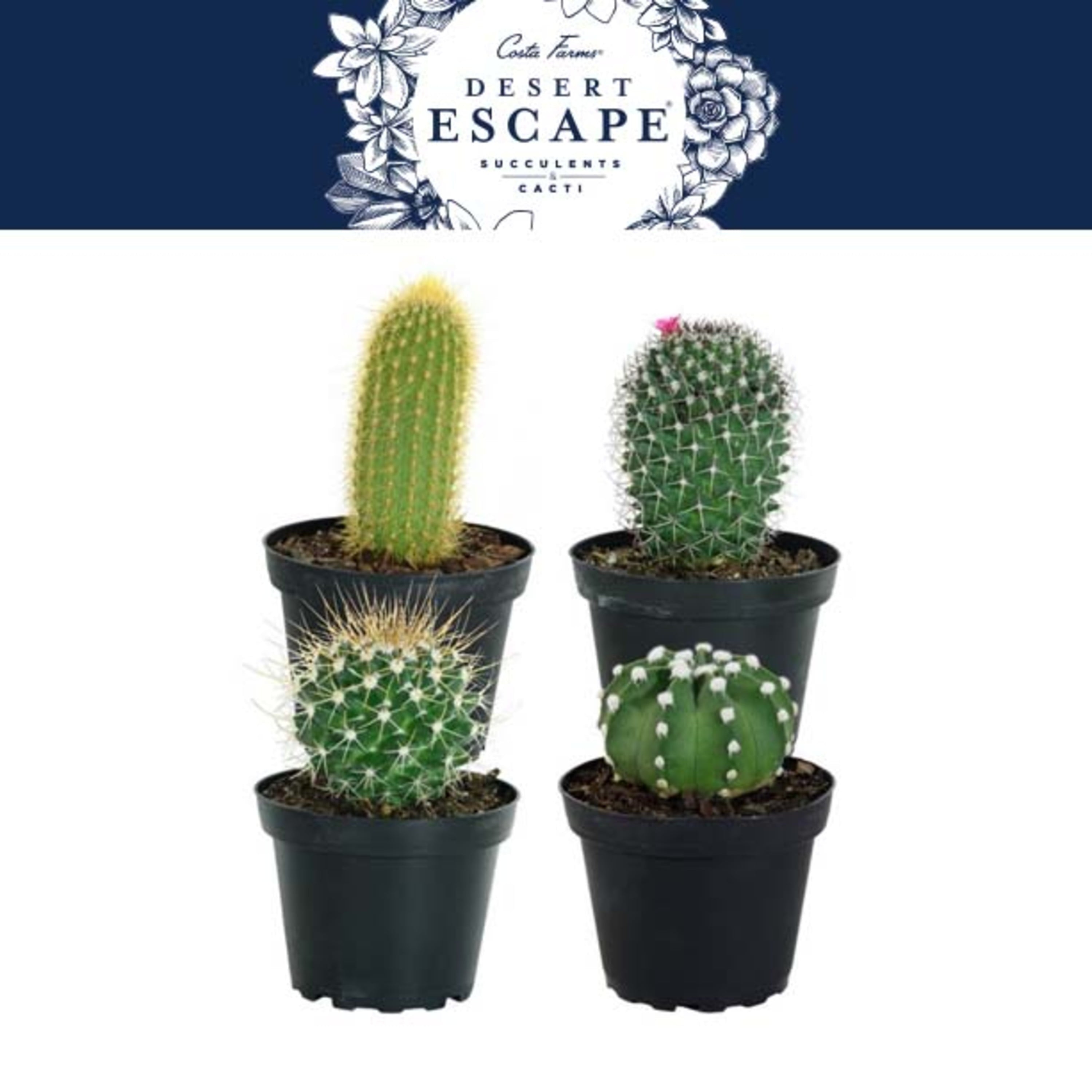 Costa Farms Desert Escape Live Indoor 7in. Tall Green Cactus; Bright， Direct Sunlight Plant in 4in. Grower Pot， 4-Pack