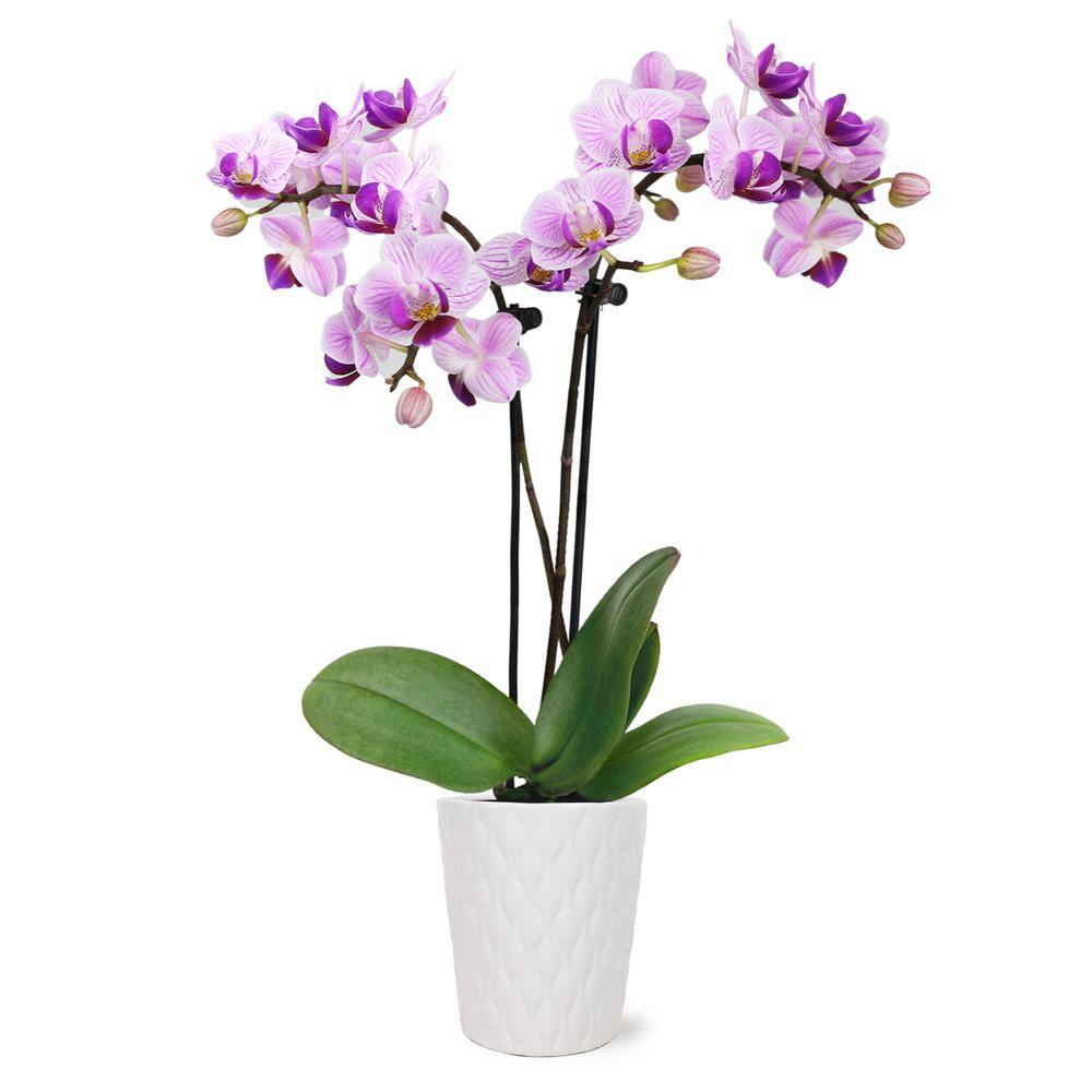 Just Add Ice Orchid (Phalaenopsis) Mini Pink Plant in 2-12 in. White Ceramic Pottery J5000