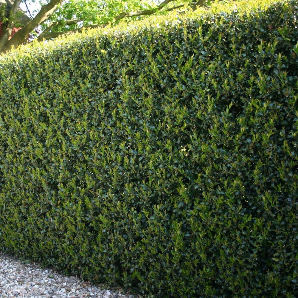 national PLANT NETWORK 2.25 Gal. Holly Dwarf Burford Shrub HD7153