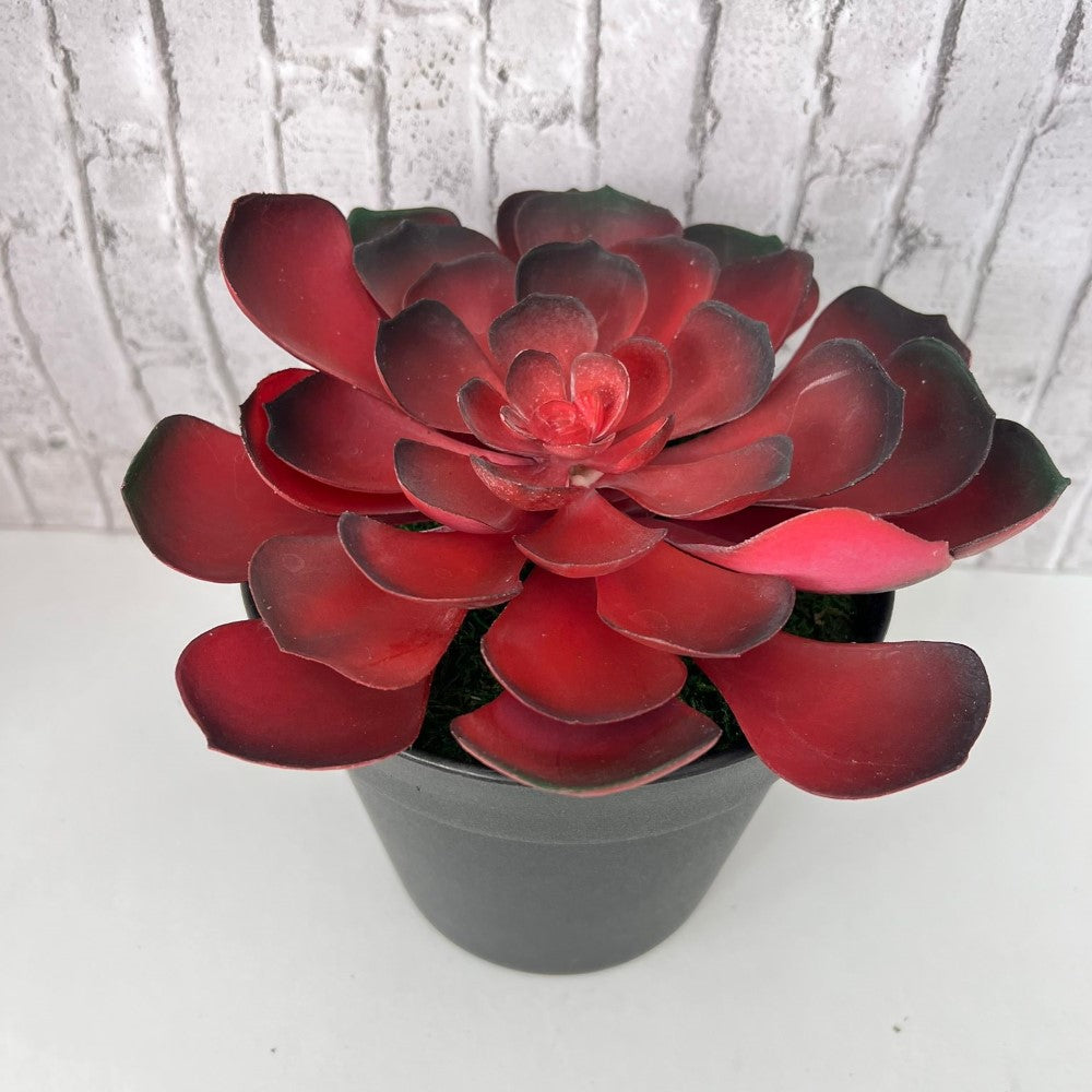 Gorgeous Echeveria in Color of Your Choice - Artificial