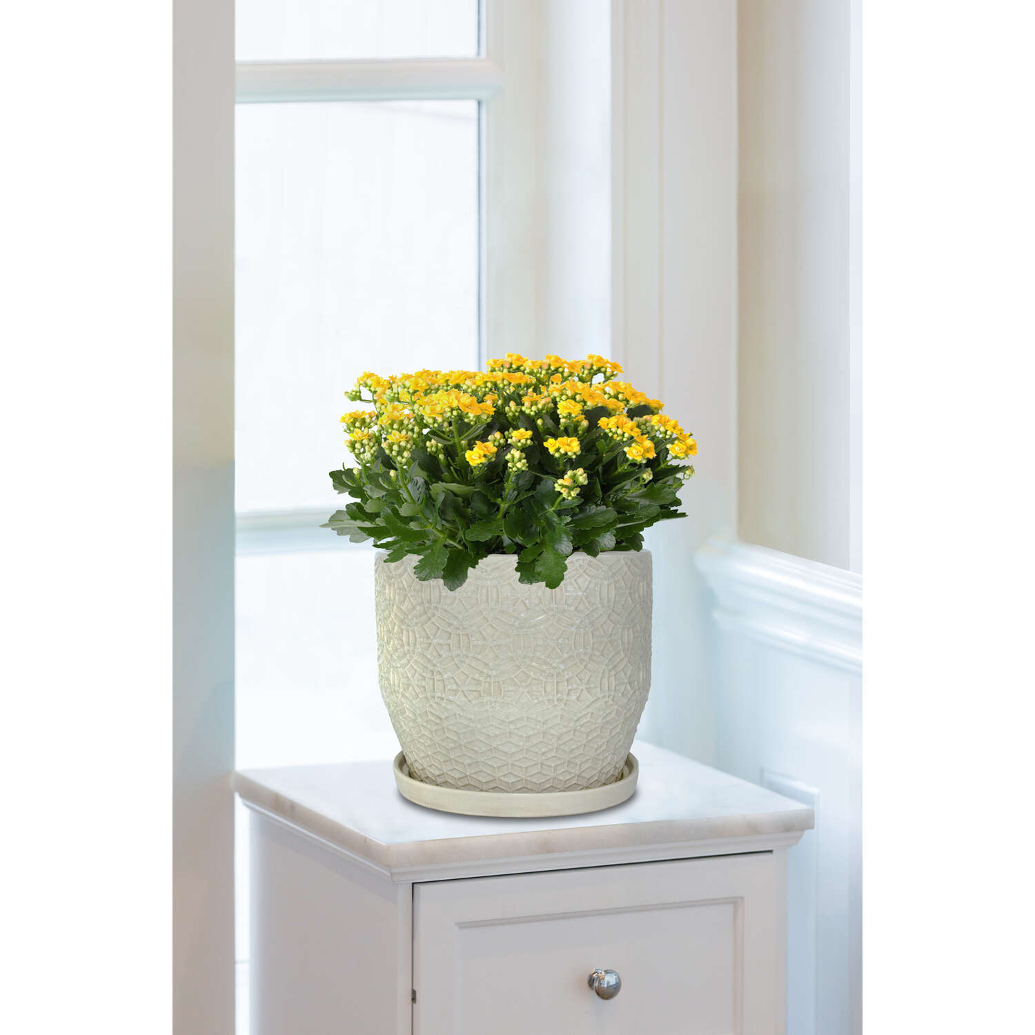 Trendspot Rivage 12 in. H X 12 in. W X 12 in. D X 12 in. D Ceramic Planter White