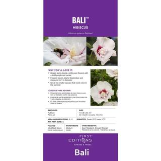 FIRST EDITIONS 2 Gal. Bali Hibiscus Flowering Shrub with Semi-Double White Flowers 14471