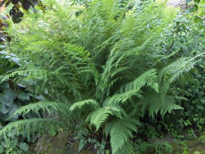 Classy Groundcovers - Lady Fern Northern Lady Fern {25 Pots - 3 1/2 inch Square}