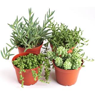 Shop Succulents String of Pearls Burrito Sedum Fishhook and String of Bananas4 in. Grow Pots (4-Pack) 4-HANG-PK-4