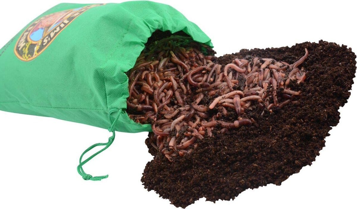 Uncle Jim's Worm Farm Super Red European Night Crawler Reptile and Fish Food