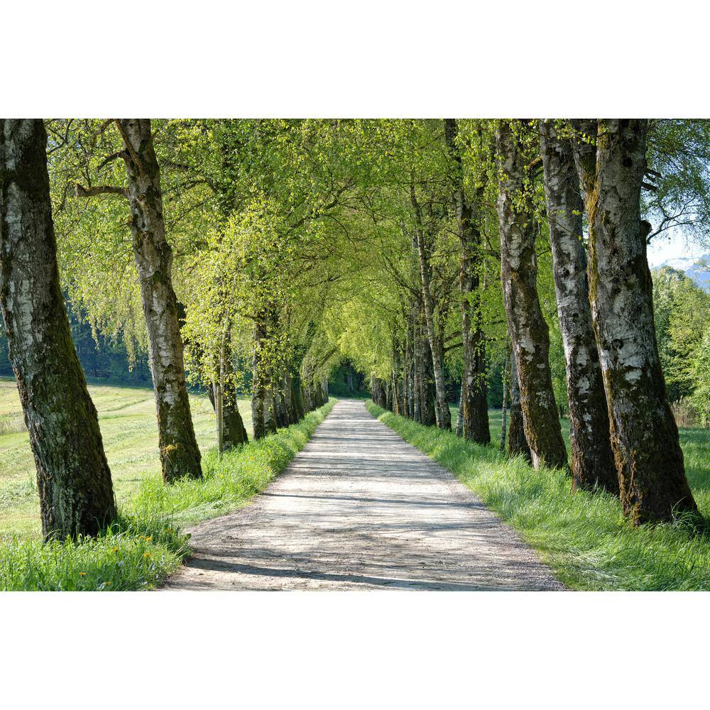 Online Orchards Weeping White Birch Tree Bare Root SHBR002