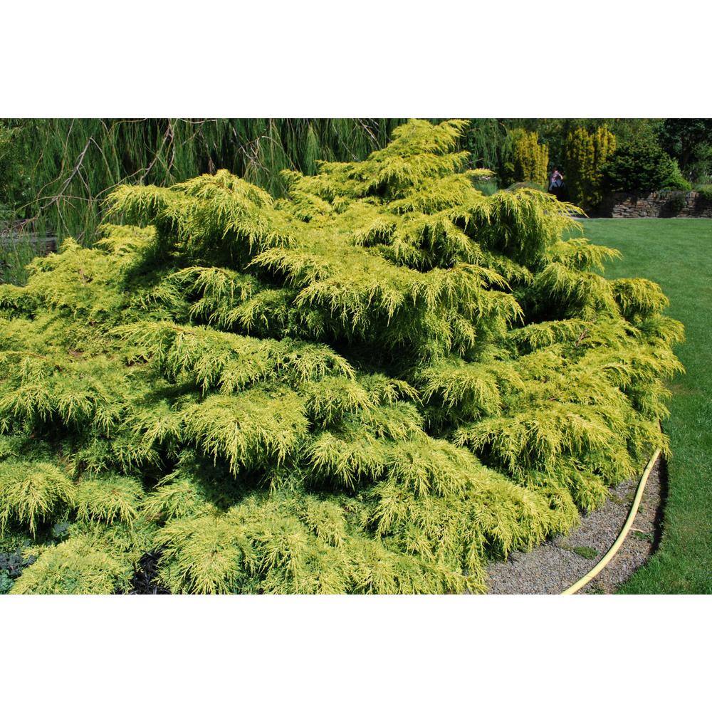 Online Orchards 1 Gal. Old Gold Juniper Shrub (2-Pack) CFJP005
