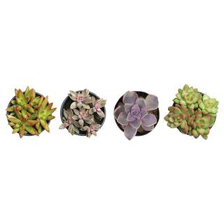 SMART PLANET 1 Qt. Assorted Succulent Plants Collection (4-Pack) 0880071