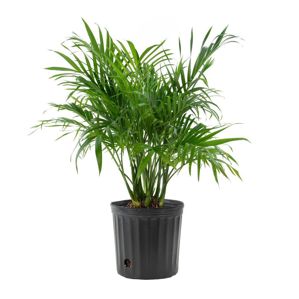 national PLANT NETWORK Cat Palm (Chamaedorea) in 10 in. Grower Container (1-Plant) HD7747