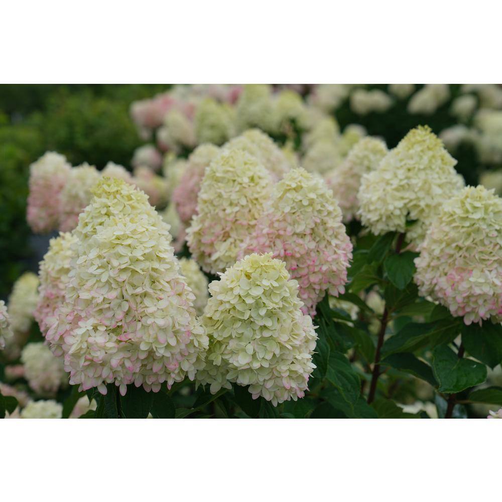 PROVEN WINNERS 3 Gal. Limelight Prime Hydrangea (Arborescens) Live Shrub Green and Pink Flowers 11194
