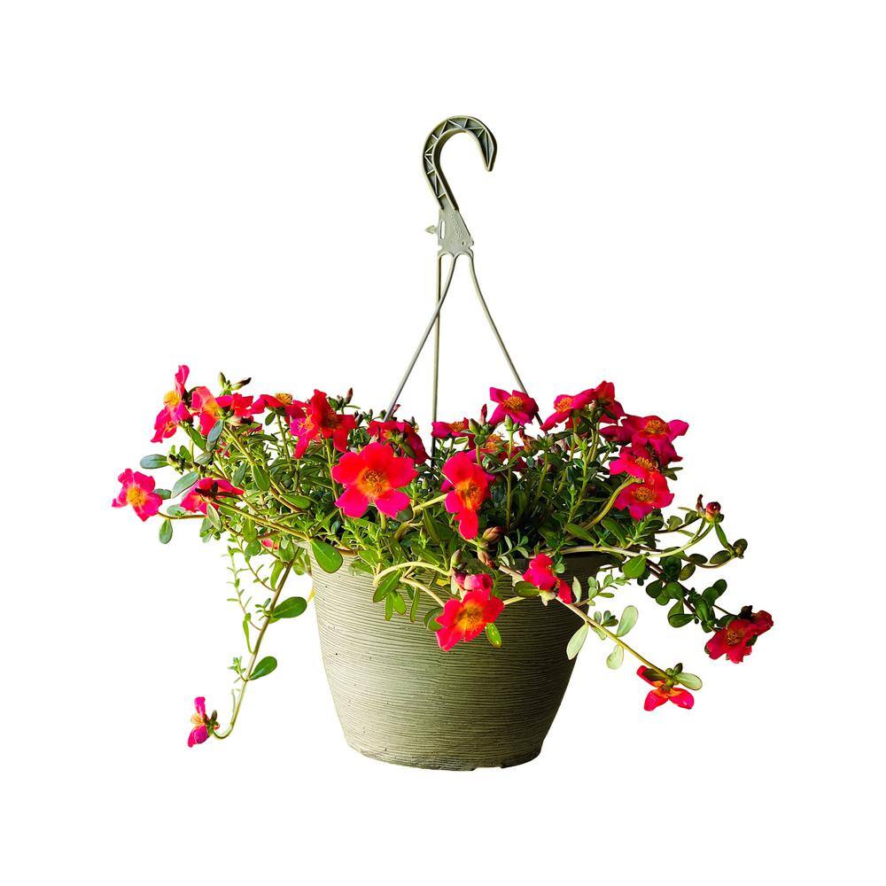 Vigoro 1.8 Gal. Purslane Plant Red Flowers in 11 In. Hanging Basket DC11HBPURSRED