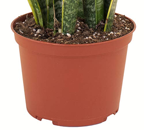 Home Botanicals | Live Sansevieria Laurentii House Plant in 6