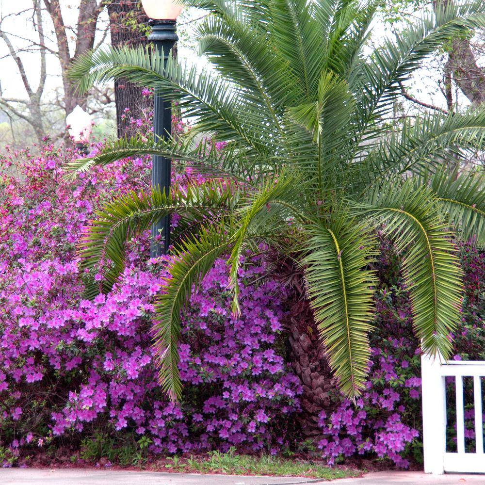 national PLANT NETWORK 2.5 qt. Azalea Poukhanense Compacta Flowering Shrub with Magenta Blooms HD7022