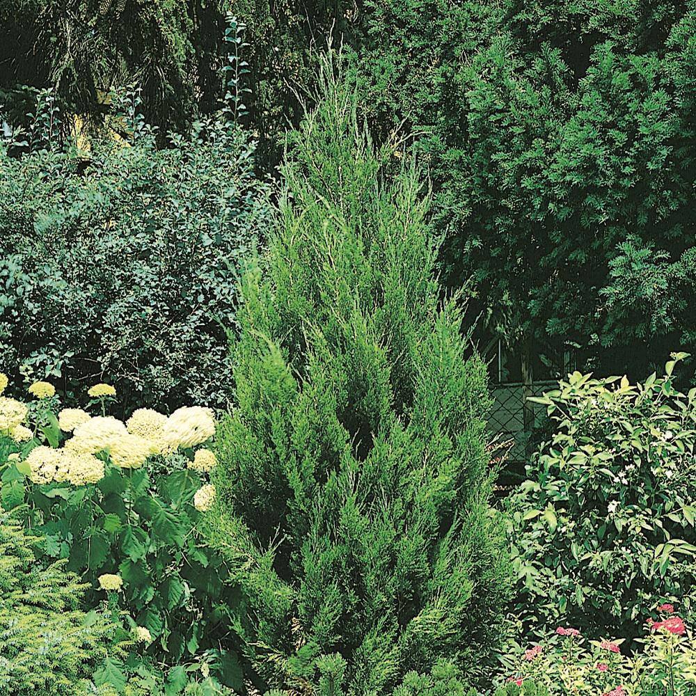 FLOWERWOOD 2.5 Qt. Spartan Juniper Live Evergreen Tree Dark Green Fast-Growing Privacy Plant 3402Q