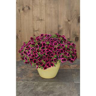 PROVEN WINNERS 4.25 in. Eco+Grande Superbells Blackcurrant Punch (Calibrachoa) Live Plant Pink-Purple Flowers (4-Pack) BELPRW3107504