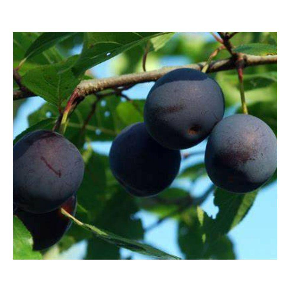 5 Gal. Black Ruby Plum Tree PLUBLR05G