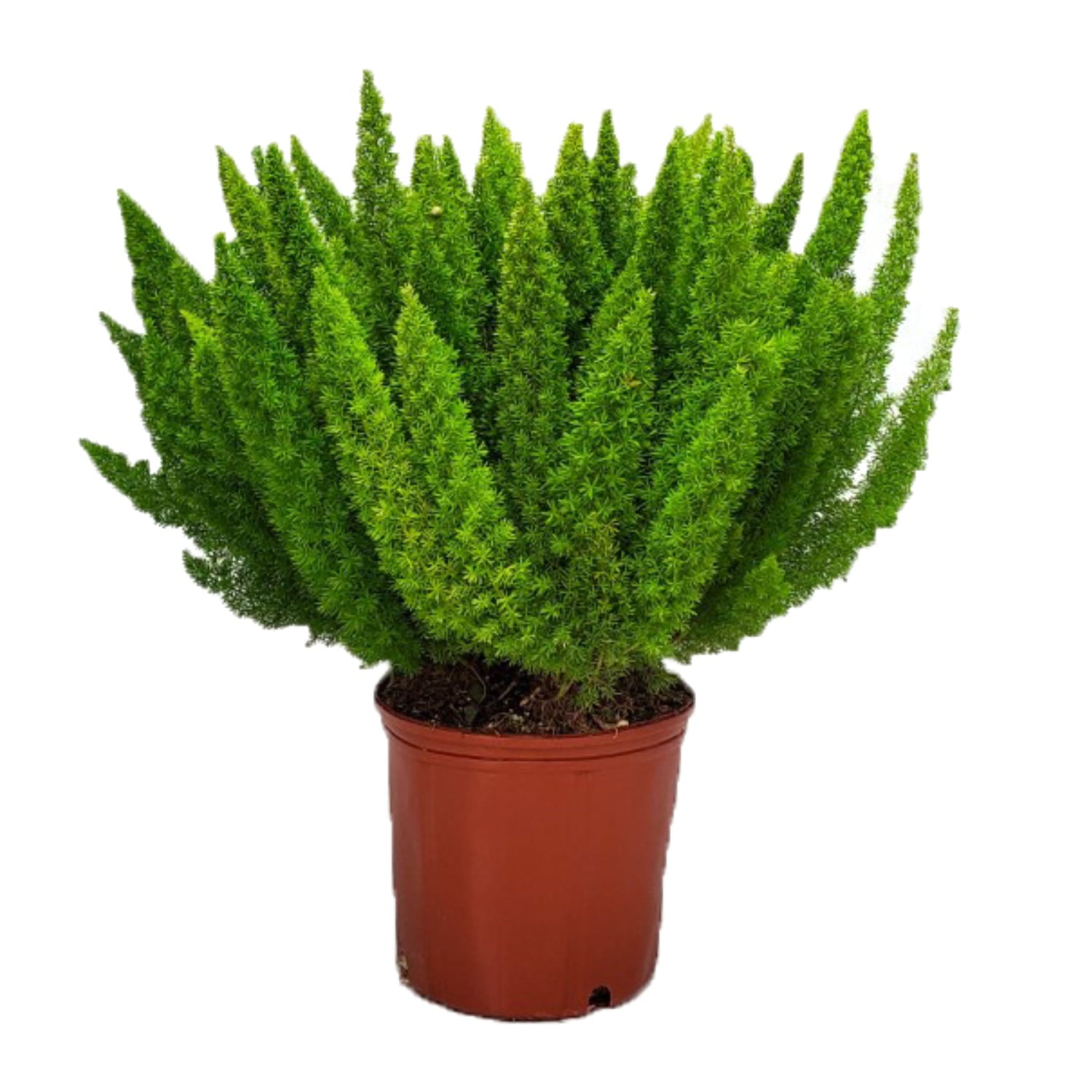 Tropical Plants of Florida 20 to 24 Green Foxtail Fern; Asparagus Sword Fern， Partial Sunlight