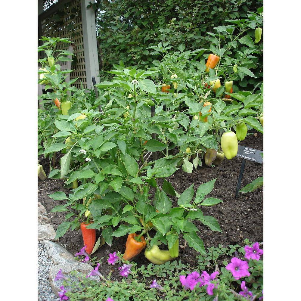 Bonnie Plants 19 oz. Gypsy Pepper Plant 3700