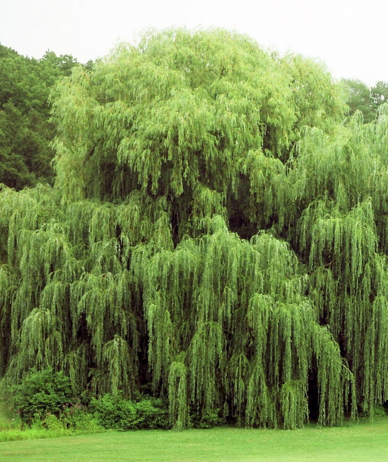 One (1) Weeping Willow Tree Cutting- Thick Healthy Root Stock - Beautiful Arching Canopy - Memorial Tree - Wedding Tree - Gift