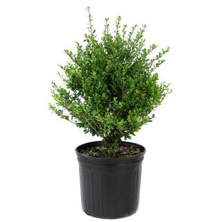 national PLANT NETWORK 2.25 Gal. Holly Compacta Shrub HD7142