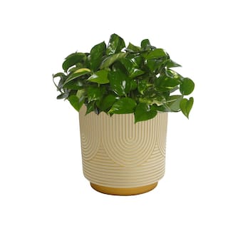 Vigoro 6 in. Demetria WhiteGold Bohemian Ceramic Planter (6 in. D x 6 in. H) with Drainage Hole HD1461P-104