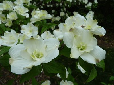 Plena Dogwood Tree