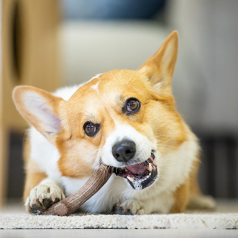 Dog Toy Molar Bite-resistant Pet Boredom Reliever