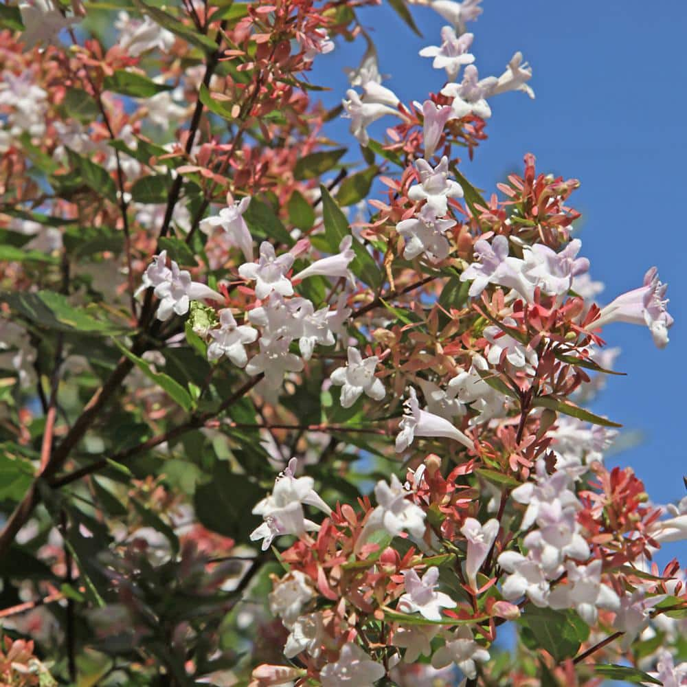 national PLANT NETWORK 2.25 Gal. Abelia Rose Creek Flowering Shrub with White Blooms HD7133