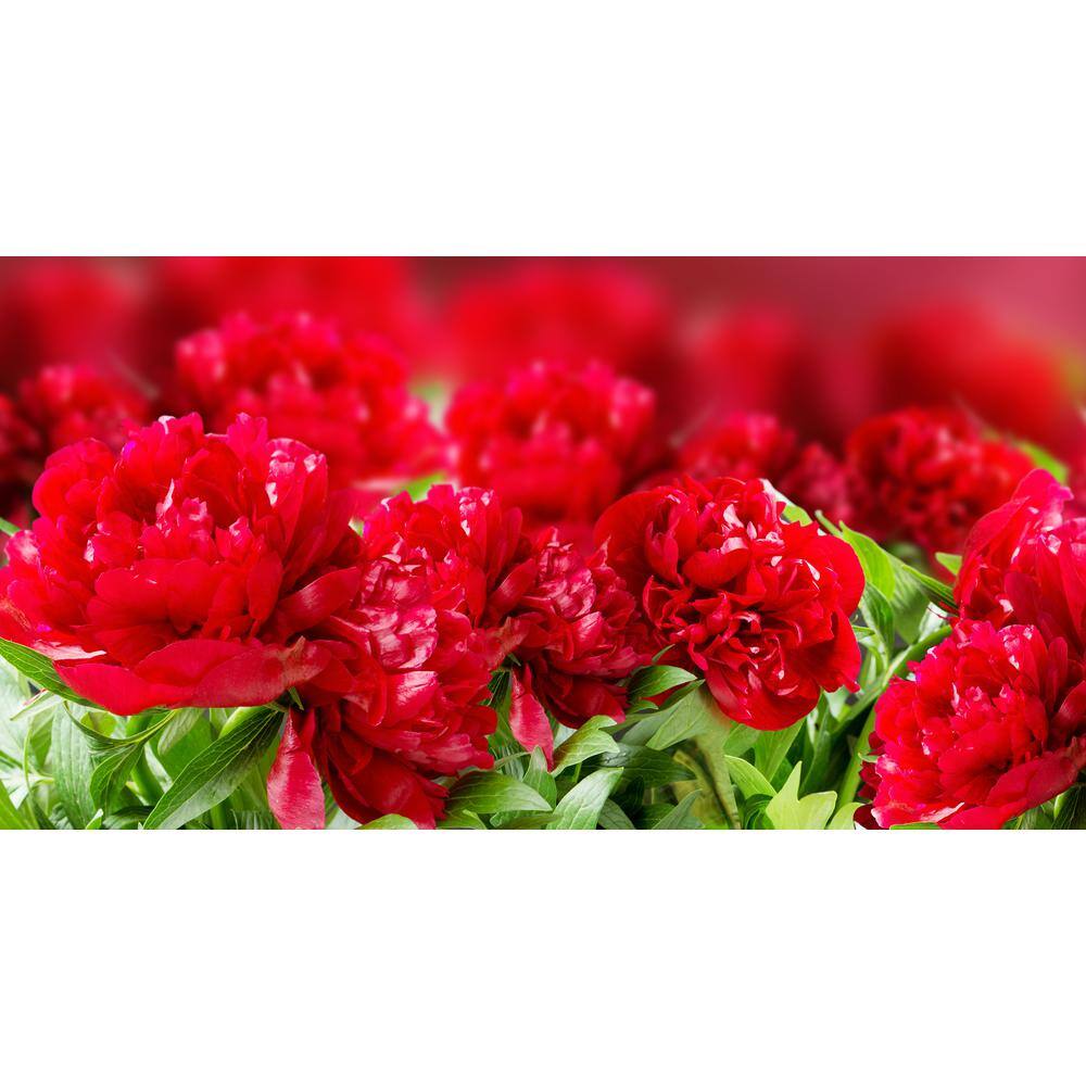 BELL NURSERY 2 Gal. Peony Red Live Perennial Plant (1-Pack) PEONY2RED1PK