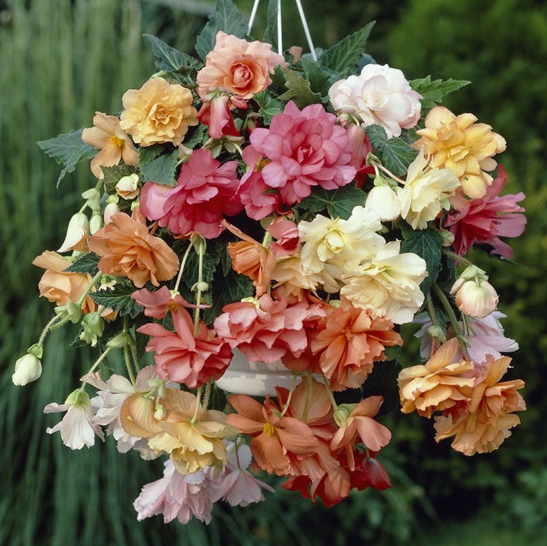 Begonia Tubers - Hanging Basket Pastel Mix - 5 Tubers - Mixed Flower Bulbs，  Tuber  Attracts Bees， Attracts Pollinators， Easy to Grow and Maintain， Fast Growing， Container Garden