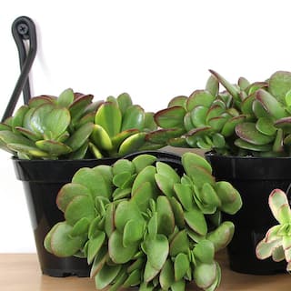 ALTMAN PLANTS Classic Jade Succulent (Crassula) Houseplant in 3.5 in. Grower Pots (6-Pack) 0873246