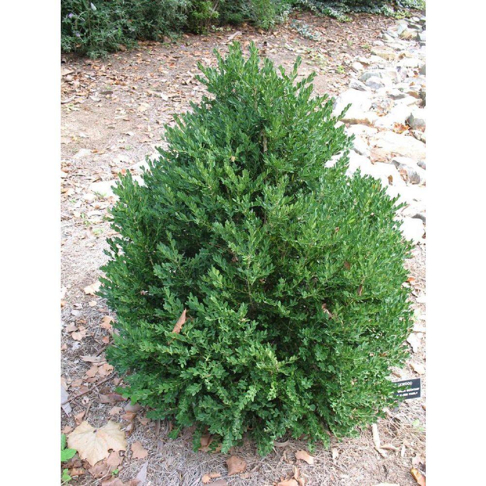 BELL NURSERY 2 Gal. Green Mountain Boxwood (Buxus) Live Evergreen Shrub BUXUS2GMT1PK