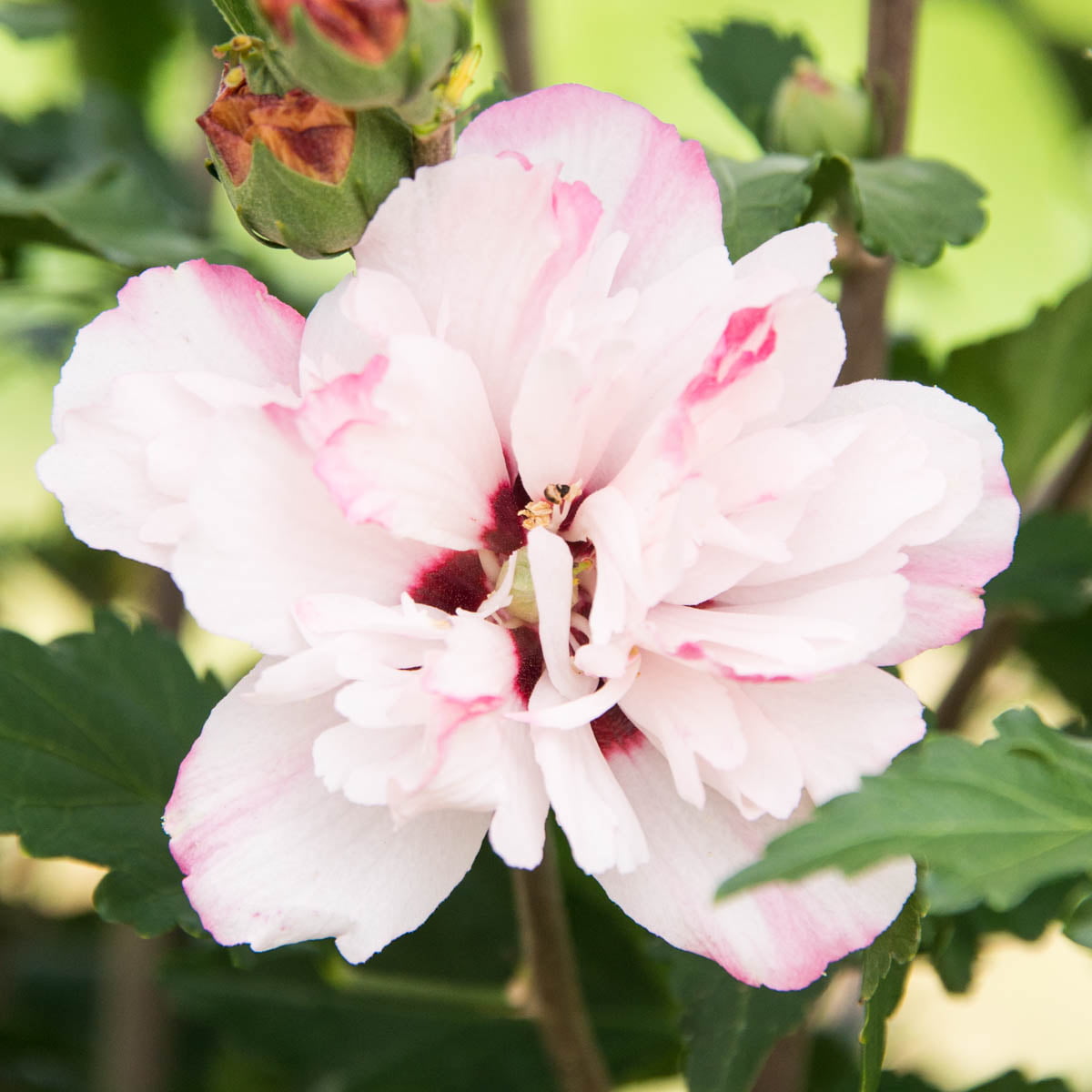 Peppermint Smoothie Althea Dormant Bare Root Flowering Starter Shrub (1-Pack)