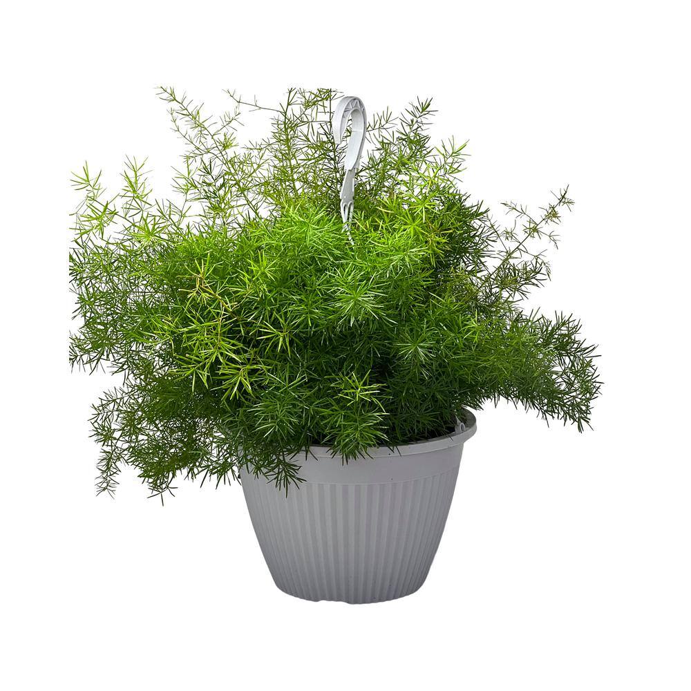 Vigoro 1.8 Gal. Fern Spregri Plant in 11 in. Hanging Basket DC11HBFERNSPR