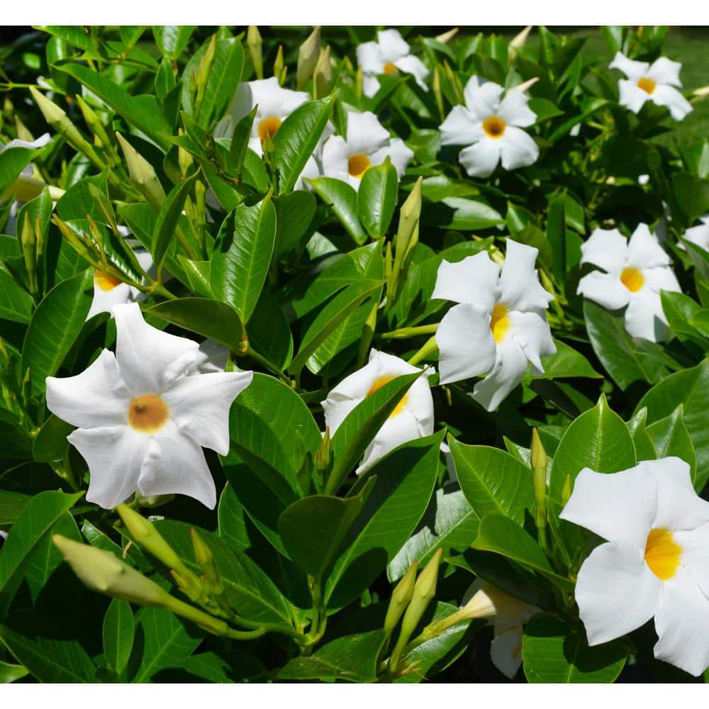 Rio 1.15 Gal. (#10) Hanging Basket Dipladenia Flowering Annual Shrub with White Blooms 1004124206