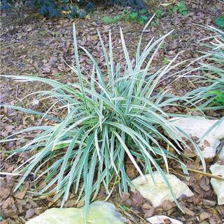 Pure Beauty Farms 1.97 Gal. Aztec Grass in 2.75 in. Cell Grower's Tray (18-Plant) DC18PKAZTECGRAS