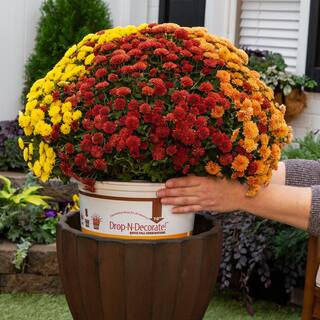 METROLINA GREENHOUSES 2.5 Gal Drop N Decorate Calibrachoa Coleus Lysimachia and Mum Combo (1-Pack) 5218