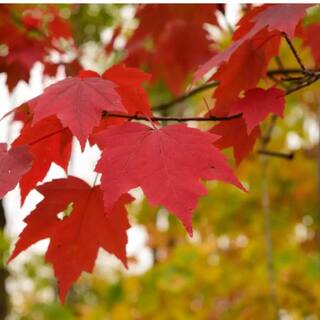 7 Gal. Red Maple Shade Tree MAPRED07G