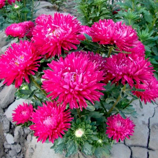 Aster (Pink) - Plant