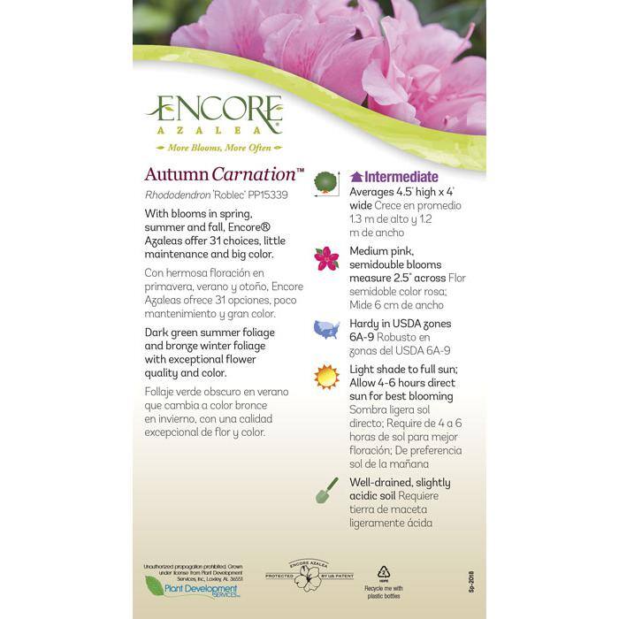 ENCORE AZALEA 3 Gal. Autumn Carnation Reblooming Azalea Shrub with Pink Flowers 80393