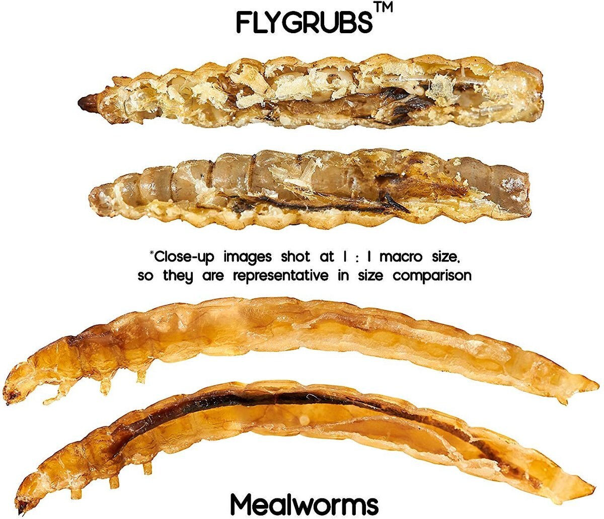 FLYGRUBS Black Soldier Fly Larvae Chicken Feed