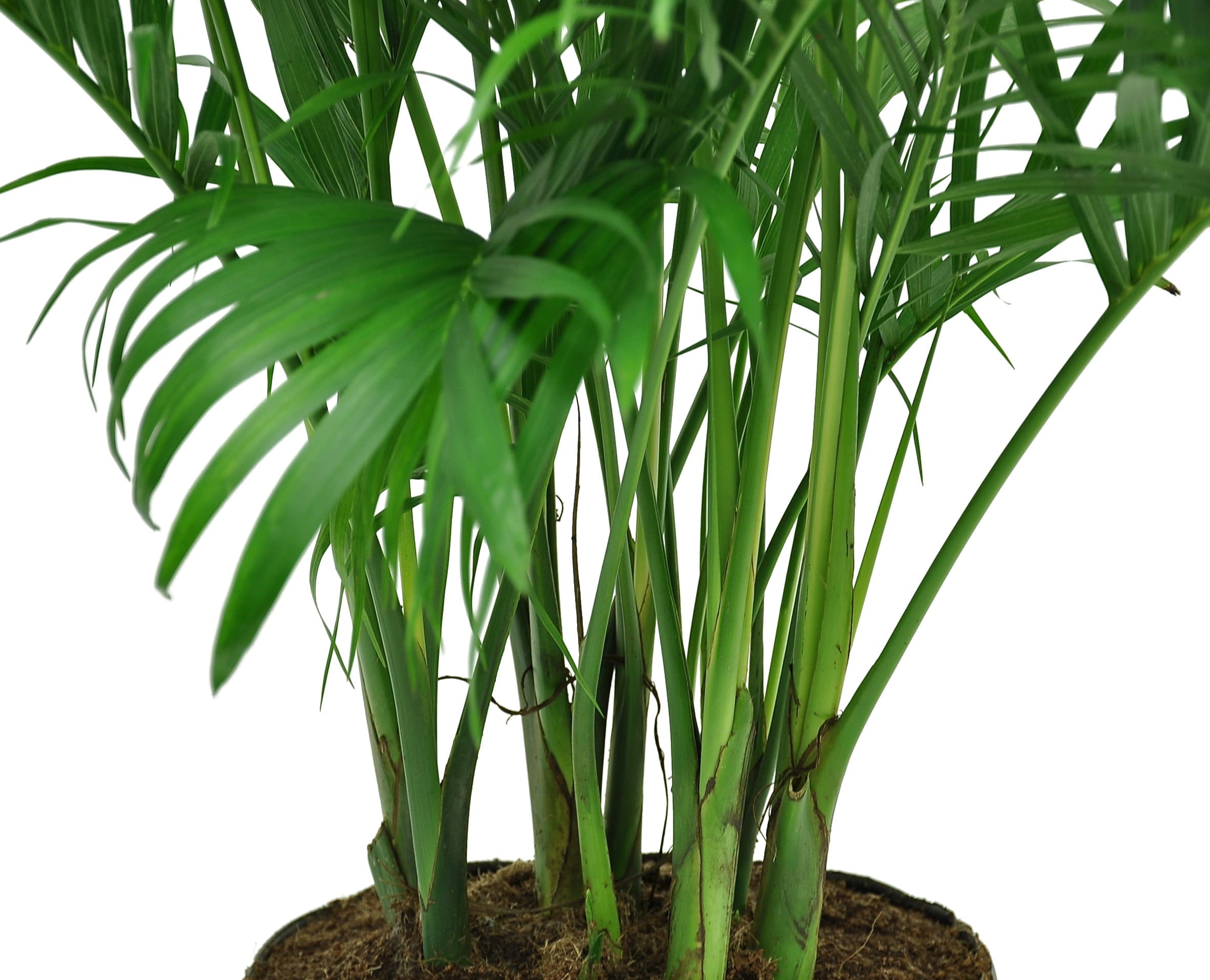 Costa Farms  Live Indoor 32in. Tall Green Cat Palm; Bright， Indirect Sunlight Plant in 10in. Grower Pot